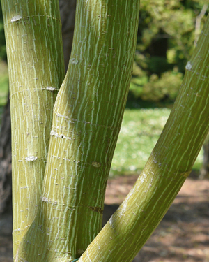 Acer tegmentosum