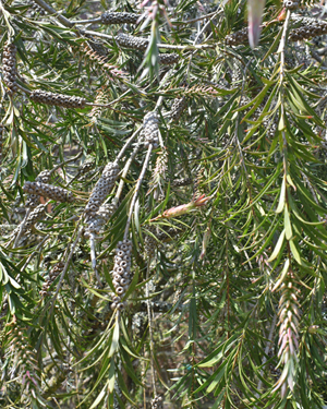 Stiff bottlebrush