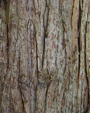 Sawara cypress