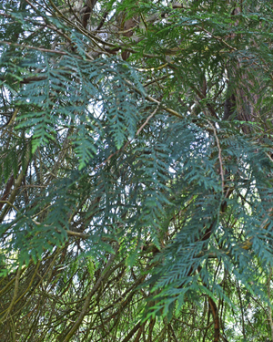 Sawara cypress