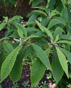 Japanese clethra 