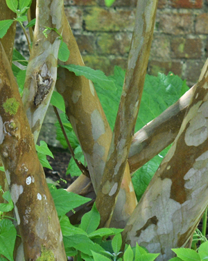 Clethra barbinervis 