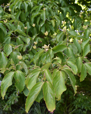Japanese dogwood