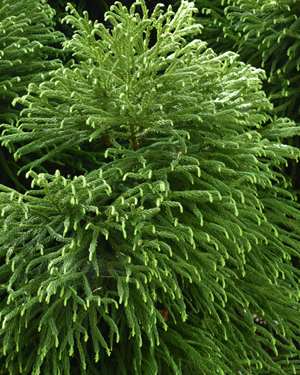 Crypomeria japonica lobbii
