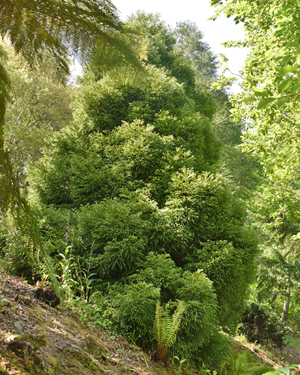 Japanese cedar