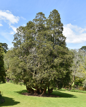 Cryptomeria japonica