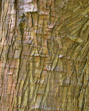 Cryptomeria japonica