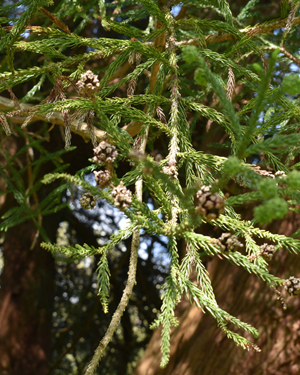 Cryptomeria japonica
