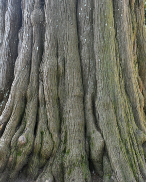 Sawara cypress