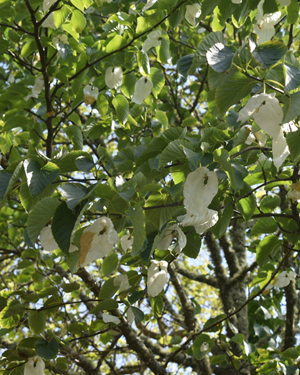 Davidia Involucrata