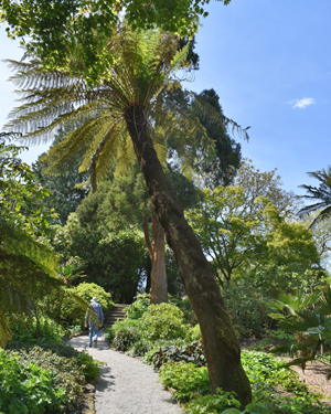 Dicksonia antarctica