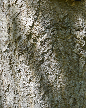 Ginkgo biloba