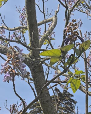 Paulownia tomentosa