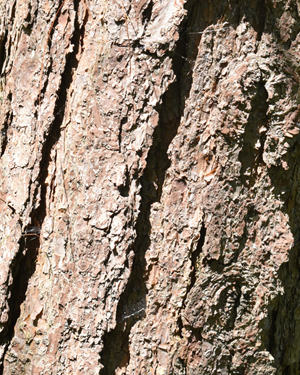 Pinus patula
