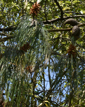 Pinus patula