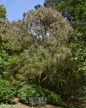 Mexican weeping pine