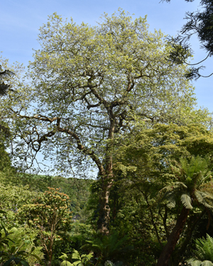ariegated plane tree