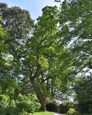 English oak