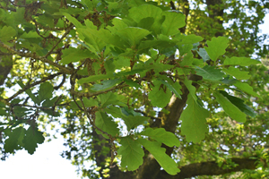 Sessile oak