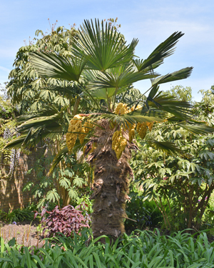 Trachycarpus fortunei