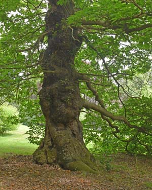 Sweet Chestnut