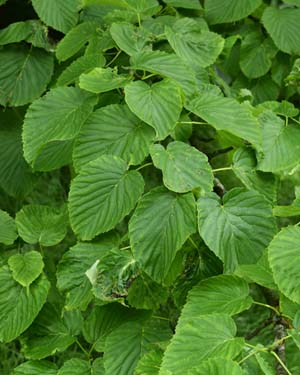 Davidia involucrata