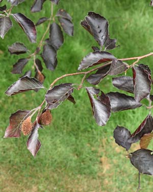 Copper beech