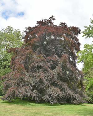 Fagus sylvatica purpurea