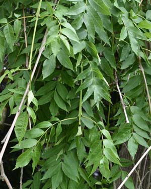 Weeping ash