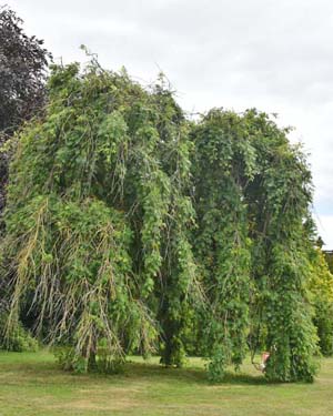 Weeping ash