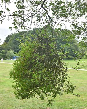 Prunus avium