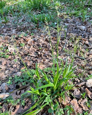 Great wood rush