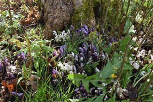 Purple toothwort