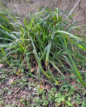 Pendulous sedge