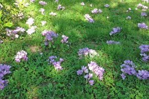 Autumn crocus
