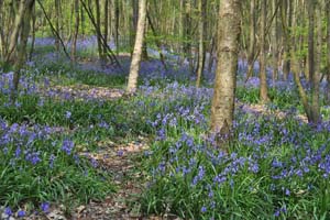 English bluebells