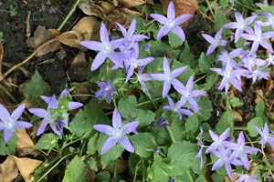 Trailing bellflower