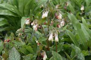Comfrey