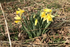 Daffodils at Farndale