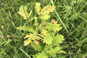 Oak shoot