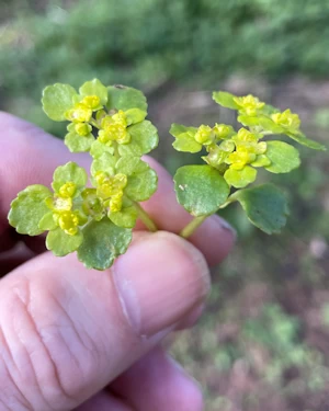 Opposite leaved saxifrage