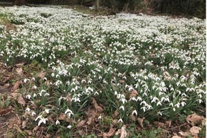 Snowdrops