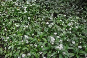 Wild garlic