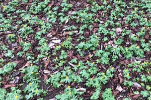 Winter aconite