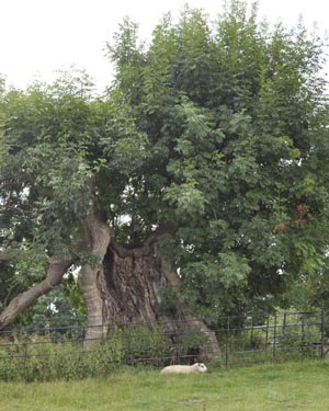 Ancient ash