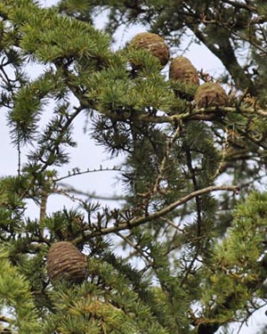 Atlas cedar
