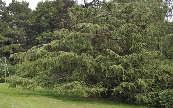 Atlas cedar