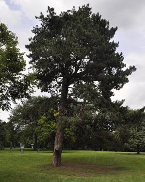 Austrian pine
