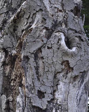 Beech tree decay