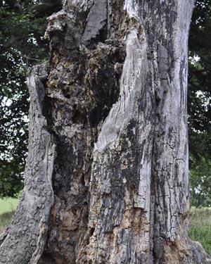 Beech tree stump